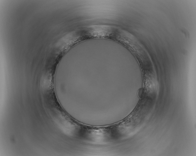 X0000110950411200906261325