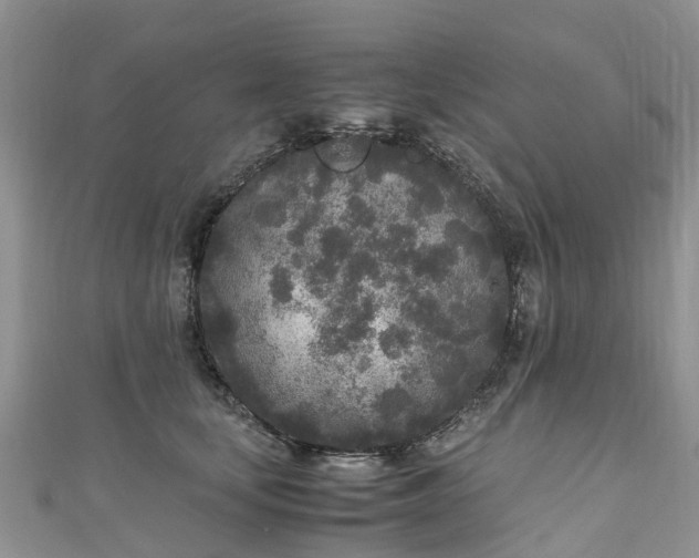 X0000110950659200906261322