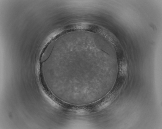 X0000110950726200906261320