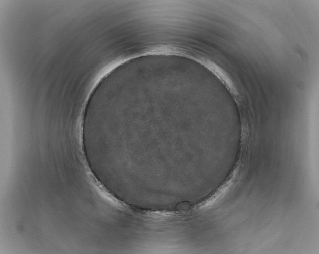 X0000110950854200906261319