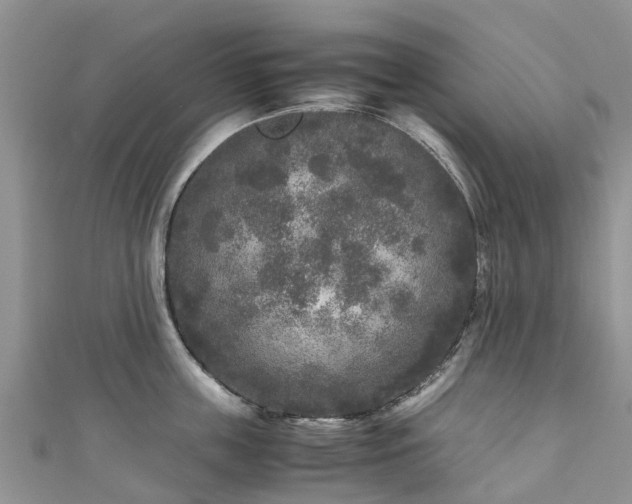 X0000110950859200906261319