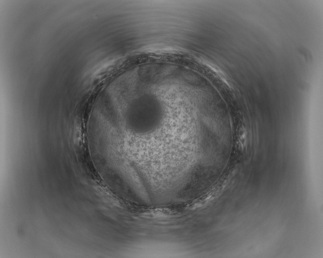 X0000110950966200906261317