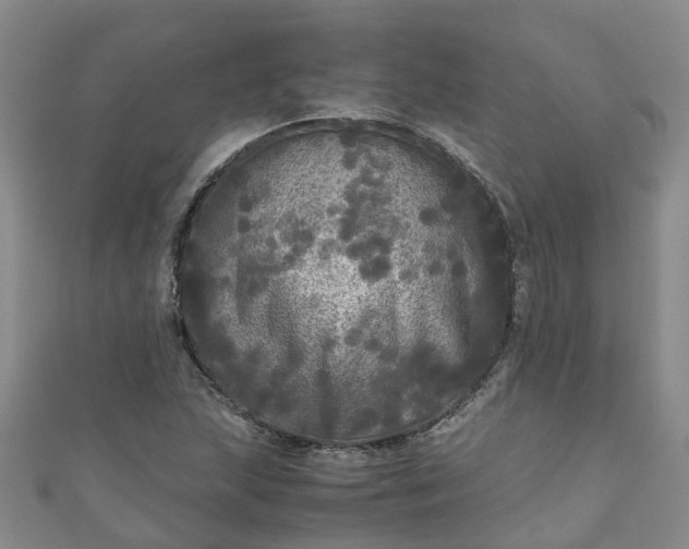 X0000110951215200906261314