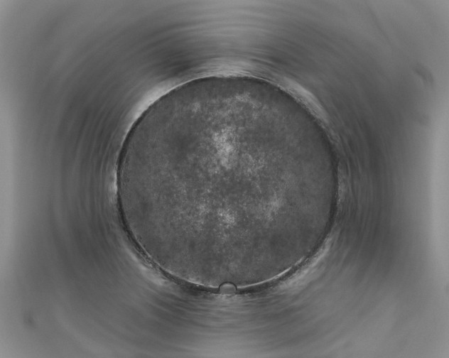 X0000110951226200906261314