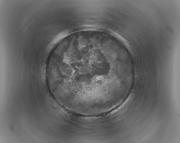 X0000110951411200906261311