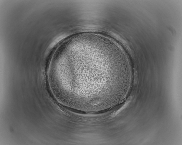 X0000110951453200906261311