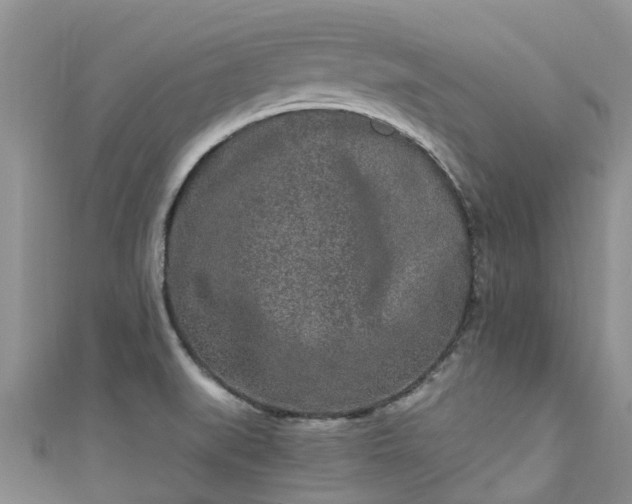 X0000110951519200906261310