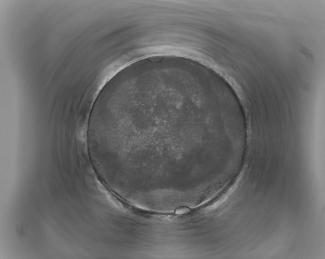 X0000110951529200906261311