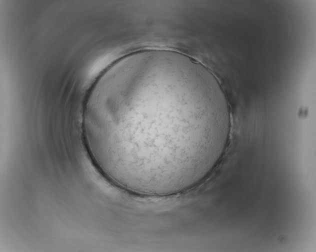 X0000110950005200907022208