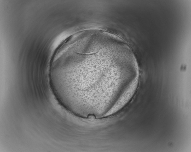 X0000110950006200907022208