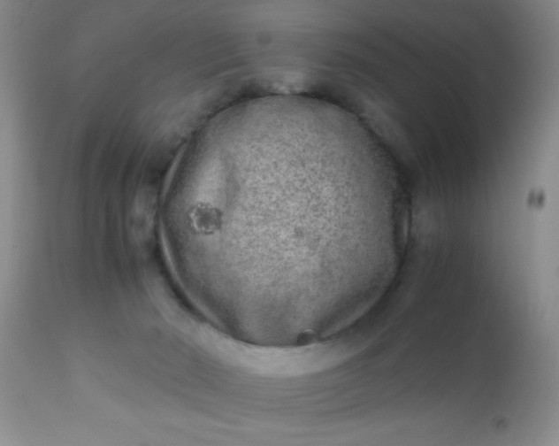 X0000110950030200907022208