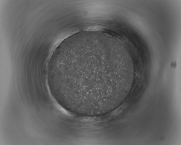 X0000110950049200907022207