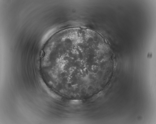 X0000110950053200907022207