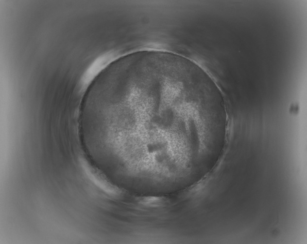 X0000110950151200907022205