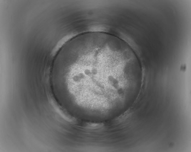 X0000110950155200907022205