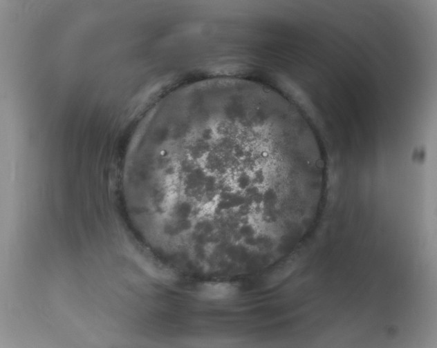 X0000110950161200907022206