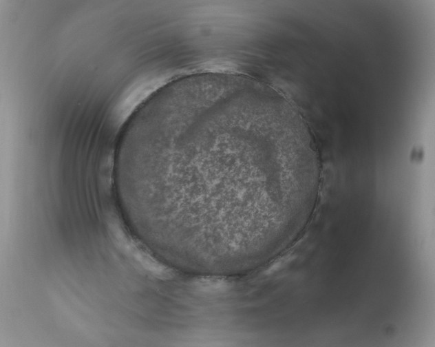 X0000110950194200907022205