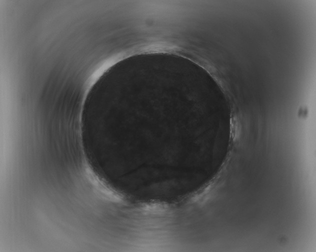 X0000110950196200907022205