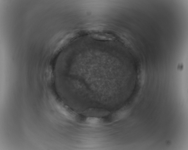 X0000110950231200907022205