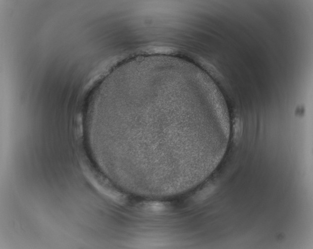 X0000110950254200907022204