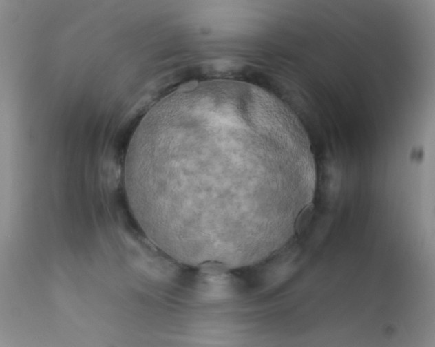 X0000110950324200907022203