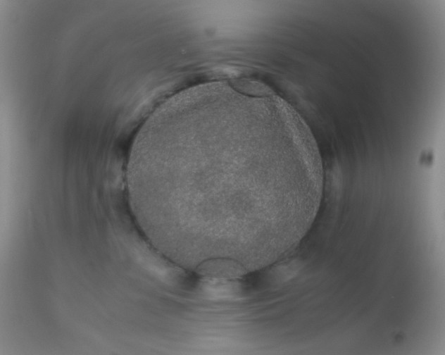 X0000110950331200907022203