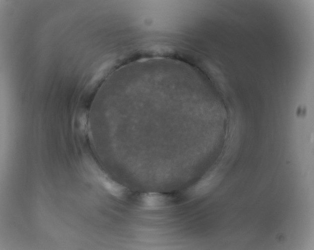 X0000110950336200907022203