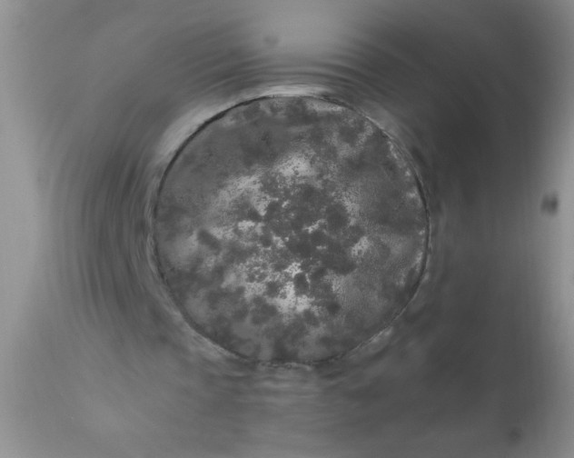 X0000110950337200907022202