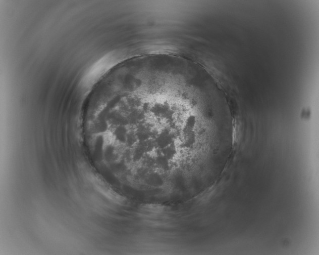 X0000110950339200907022202