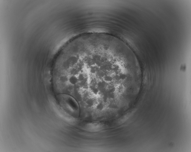 X0000110950351200907022202