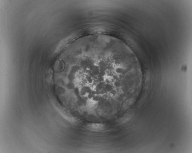 X0000110950361200907022202