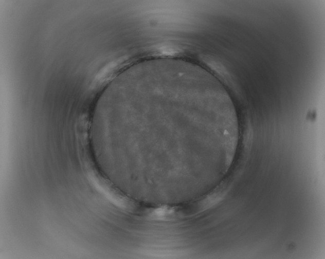 X0000110950366200907022202