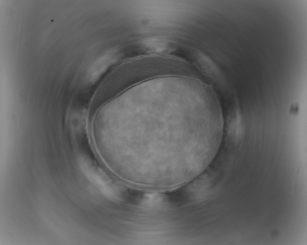 X0000110950376200907022203