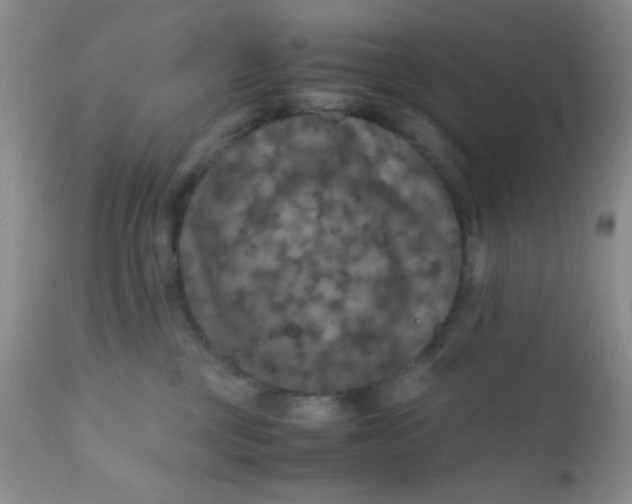 X0000110950377200907022203