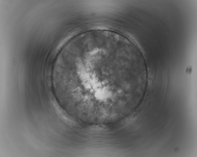 X0000110950386200907022202