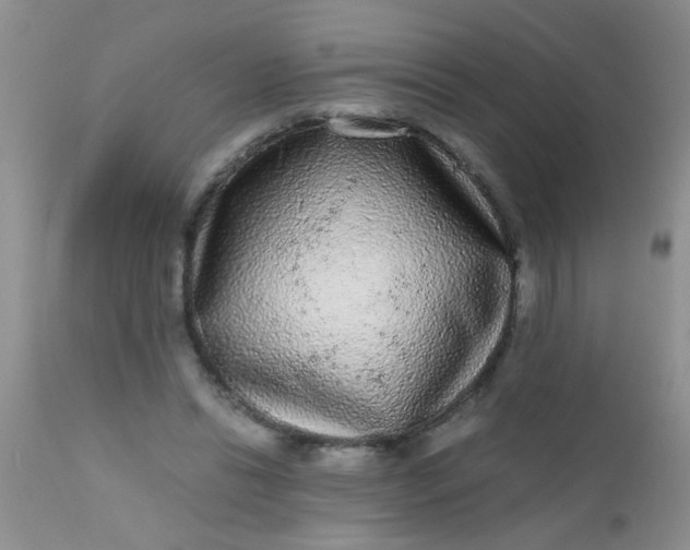 X0000110950446200907022201