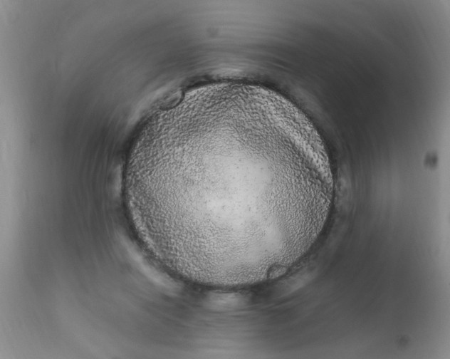 X0000110950454200907022201