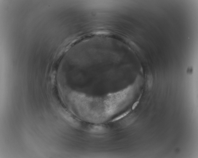 X0000110950475200907022201