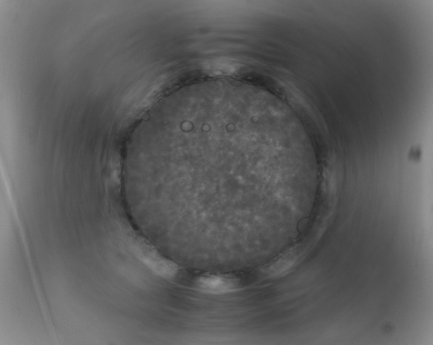 X0000110950561200907022200