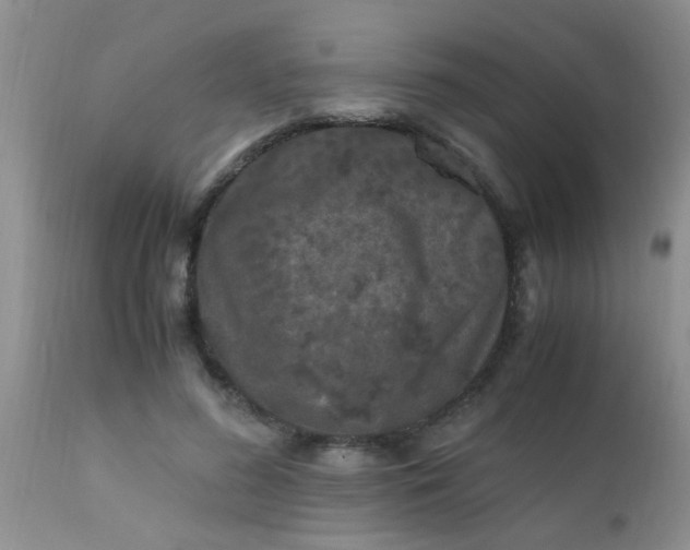 X0000110950596200907022159