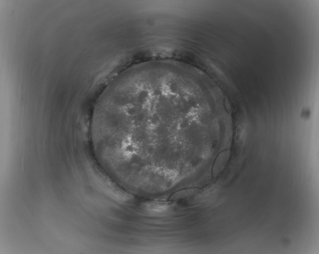 X0000110950661200907022158