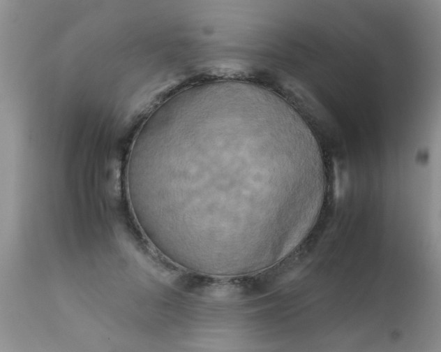 X0000110950696200907022157