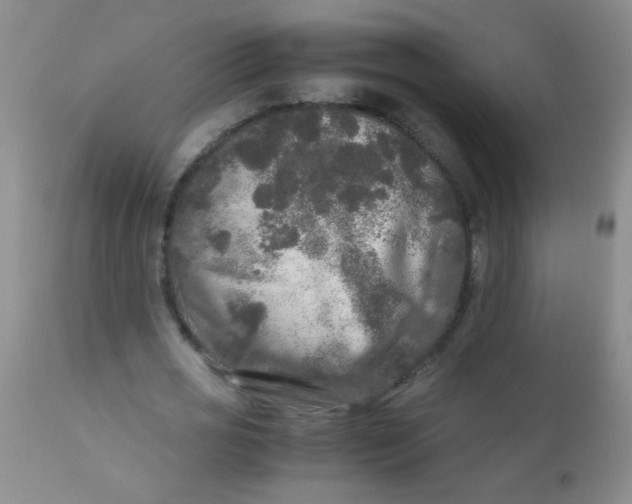 X0000110950725200907022156