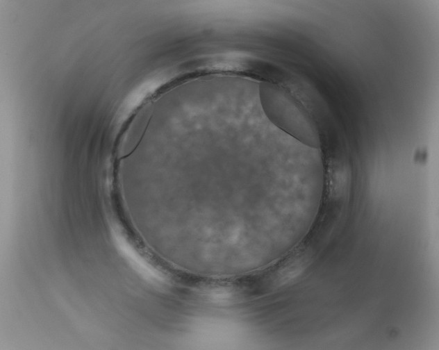 X0000110950726200907022156