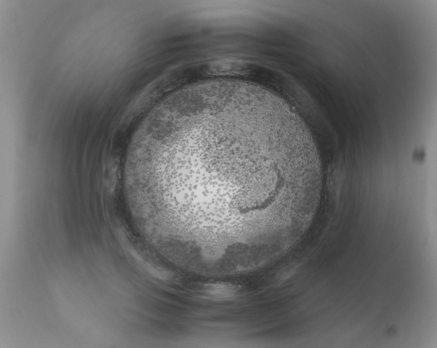 X0000110950741200907022156