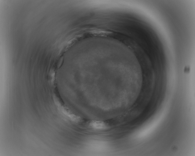 X0000110950767200907022157