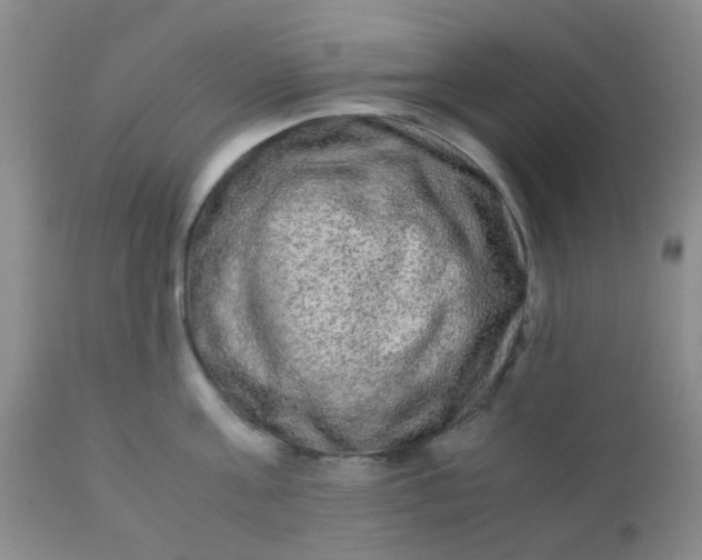 X0000110950811200907022155