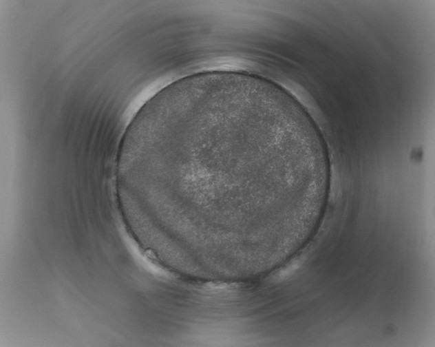 X0000110950850200907022155