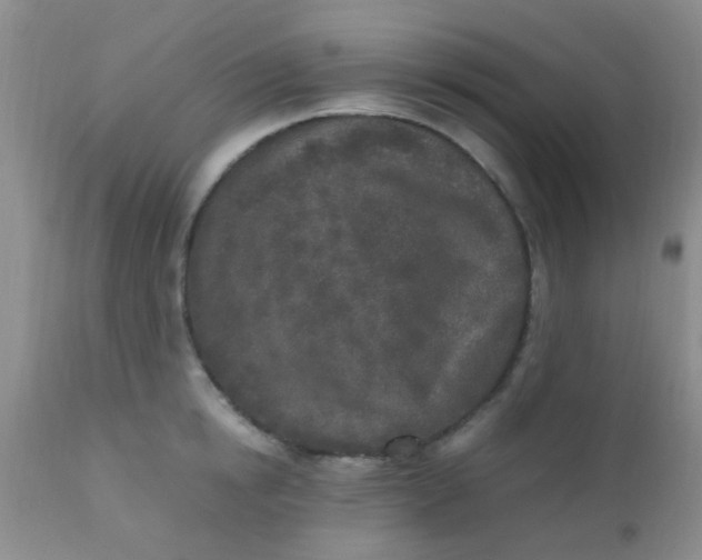 X0000110950854200907022155