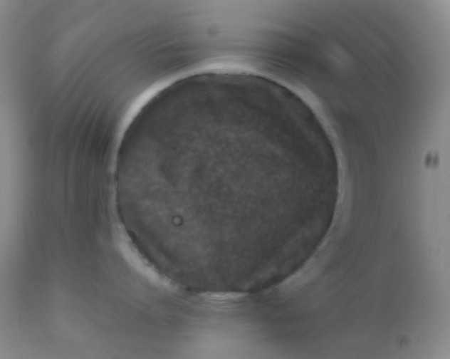 X0000110950864200907022155